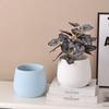 Modern Ceramic Flower Pot with Tray