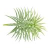Artificial Pine Plant Simulation Home Office Ornament Plant Decoration