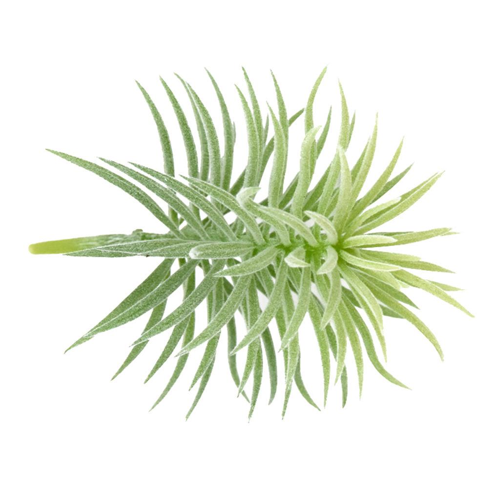 Artificial Pine Plant Simulation Home Office Ornament Plant Decoration