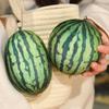Niedlicher und charmanter Simulations-Wassermelonen-Stofftier-Puppe Kissen Runder Ovaler Lebensechter Frucht-Stofftier Spielzeug Heimdekoration Angenehm zum Kuscheln Geschenk Entwickelt für Jungen
