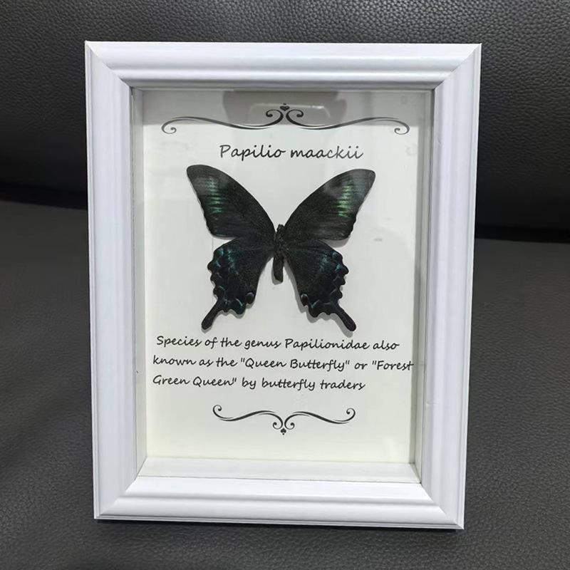 European & American Style Retro Real Butterfly Specimen Display: Glass Photo Frame for Tabletop Decor with Small Pets, Cats, & Reptiles