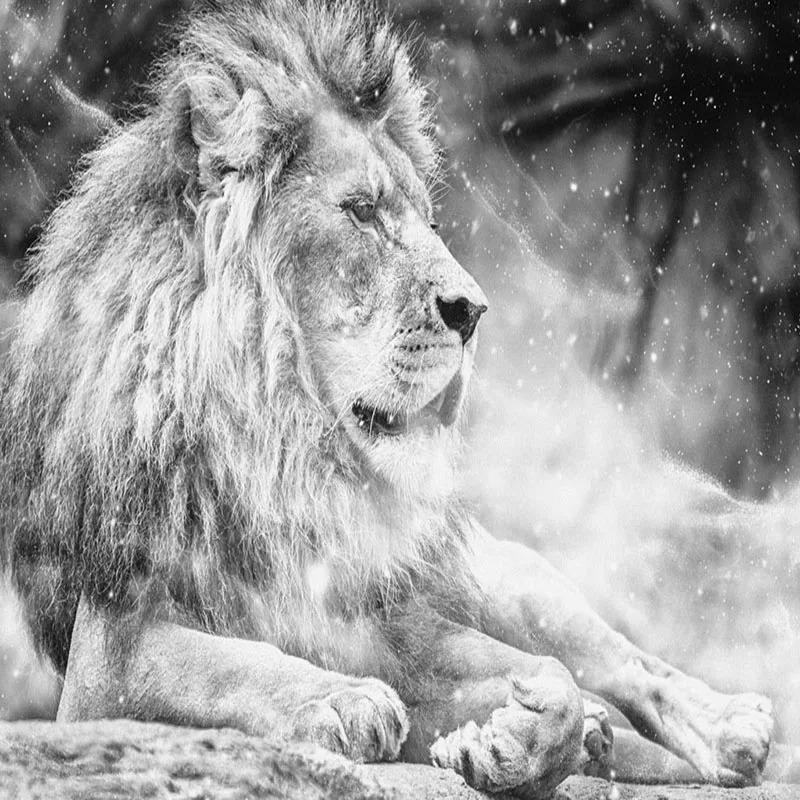 3d Black And White Lion Wall Mural Living Room Tv Sofa Bedroom Wallpaper Home Decor