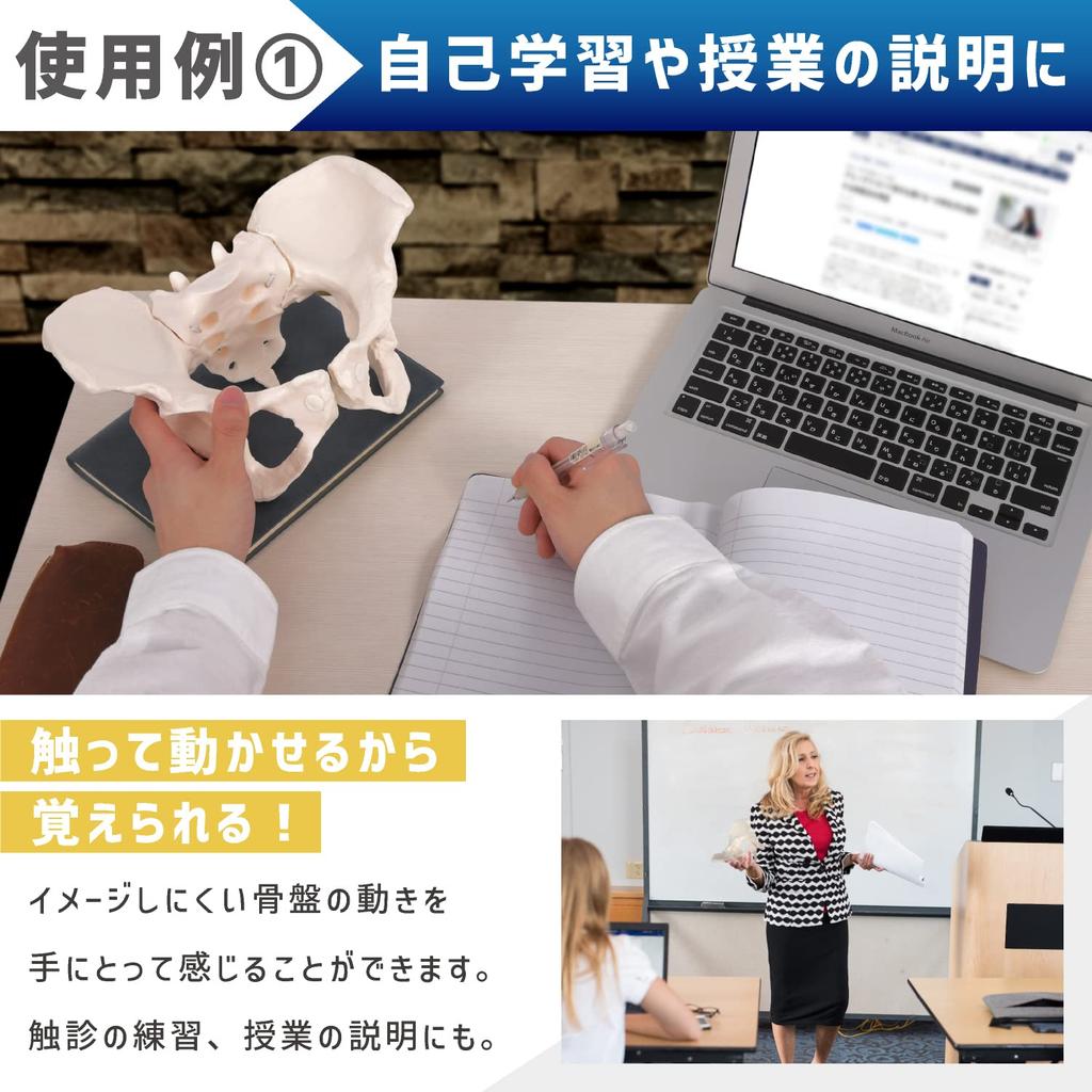 KIYOMARU Pelvis Model That Can Be Moved Human Body Bone Sacroiliac Elastic Female Easily, Model, Model, Joint, Cord, Mobility,