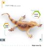 Cross-Cultural Reptile Model Set: Iguana, Chameleon, and Bearded Dragon for Kids' Cognitive Development with Card