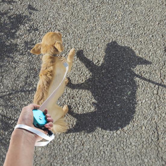 Retractable Dog Leash 2m Portable Easy Carry Automatic Extending Rabbit Hamsters Leash