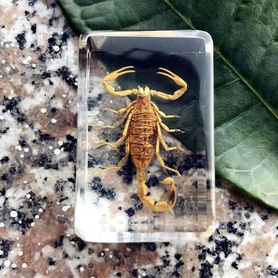Piedra de insecto con escorpiones naturales, ámbar, ideal como regalo de boda, pisapapeles, para viajes, hogar, fiestas, decorativa, S0E1