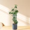 Indoor Plant Trellis Plastic Support Convenient Indoor Plant Trellis Helps Climbing Flowers Grow Strong And Healthy