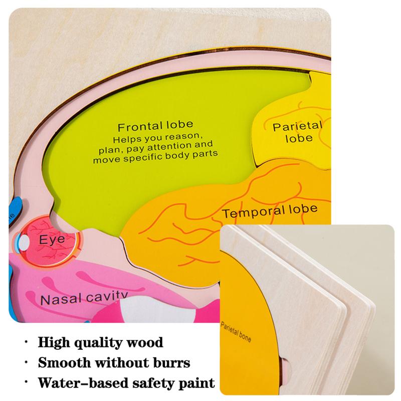 Struttura del cervello del corpo umano Giocattoli Montessori Studio degli organi del busto Puzzle multistrato Giochi STEM Giocattoli educativi di apprendimento per bambini