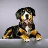 Dog Collar with Bow, Cotton & Webbing, Detachable Bowtie Dog Collar, Adjustable Dog Collars and Leash for Small Medium Large Dogs (S, Leopard Print)