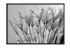 Poster Picture In a Frame 43x33 Cm Rosa P675