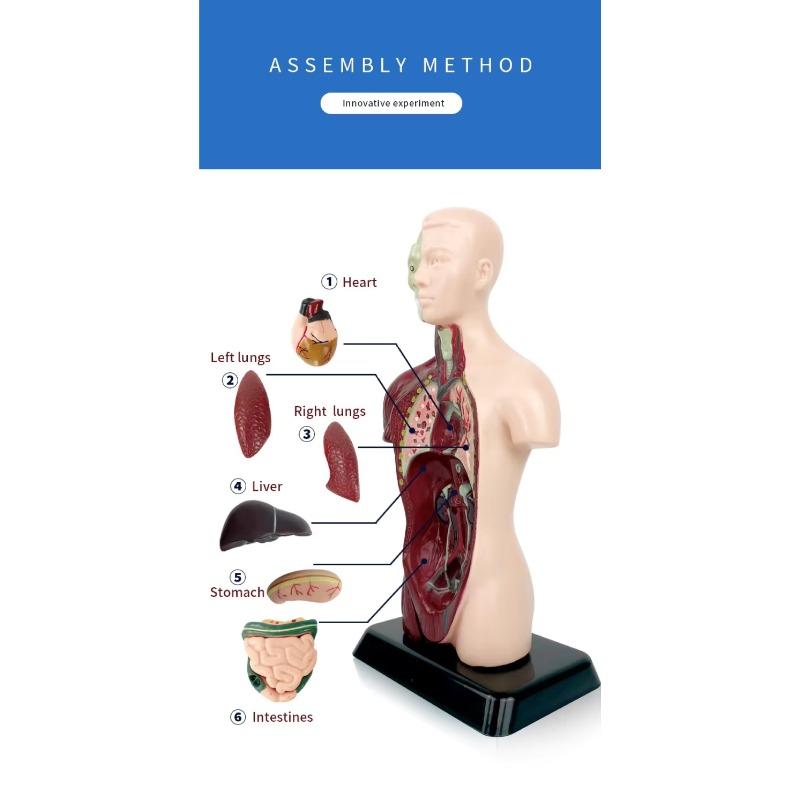 Human Torso Model, menneskekroppsmodell for barn brukt til studentundervisningsforskning, med tilhørende produktbrukerhåndbok