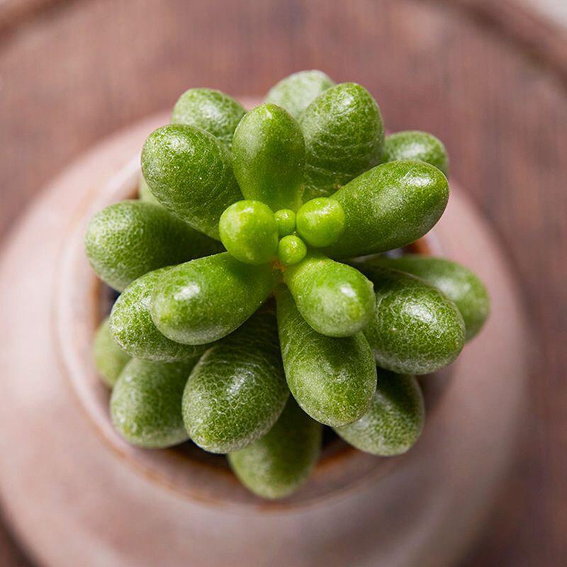 Green Turtle Multi-head Succulent Plant - Beginner-friendly, Cute, Meaty, Potted, Radiation-Protective Greenery