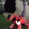 Rotating Dog Collar Light 4 Modes IPX8 Waterproof USB Rechargeable Dog Light