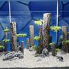 Peces y mascotas acuáticas – Decoración de peceras