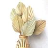 Home Party Boho Tropical Trimmed Bohemian Leaves Palm Spears Fan Leaf Dried Plant