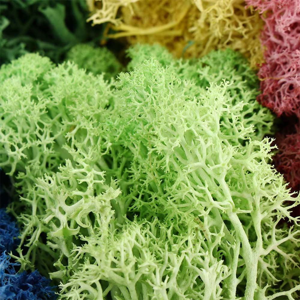 Home Ornaments Living Room Fake Flowers Eternal Moss Moss Artificial Plants Garden Decoration