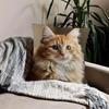 1pc Cute Ginger Tabby Cat Face Pillow Cover - Plush Decorative Cushion Case with Zipper Closure