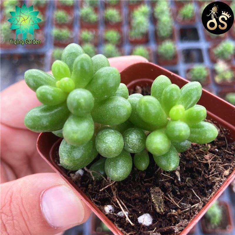 Green Turtle Multi-head Succulent Plant - Beginner-friendly, Cute, Meaty, Potted, Radiation-Protective Greenery