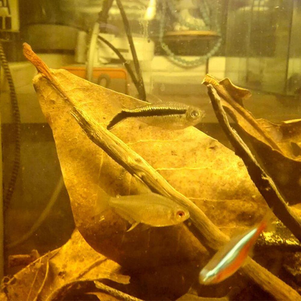 Fish Cleaning Acid Effect Fish Treatment Terminalia Leaves Aquarium Tank Decor Terminalia Leaves