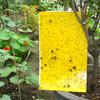 Double-sided Insect Sticky Device Can Quickly Catch All Kinds of Flying Insects, Insect Trap Board for Catching Small Flying Insects