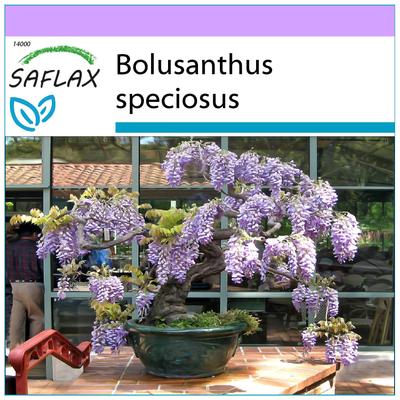 Bonsai - Albero di glicine africano - 15 semi - Bolusanthus speciosus