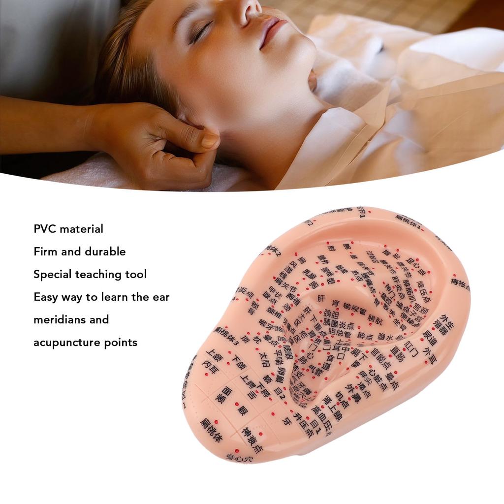 17cm Ear Acupuncture Model Clear Acupoint Professional Ear Reflexology Display Model for Learning