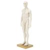 30cm Male Anatomical Model Art Mannequin Musculoskeletal Structure Sculpture Body Model