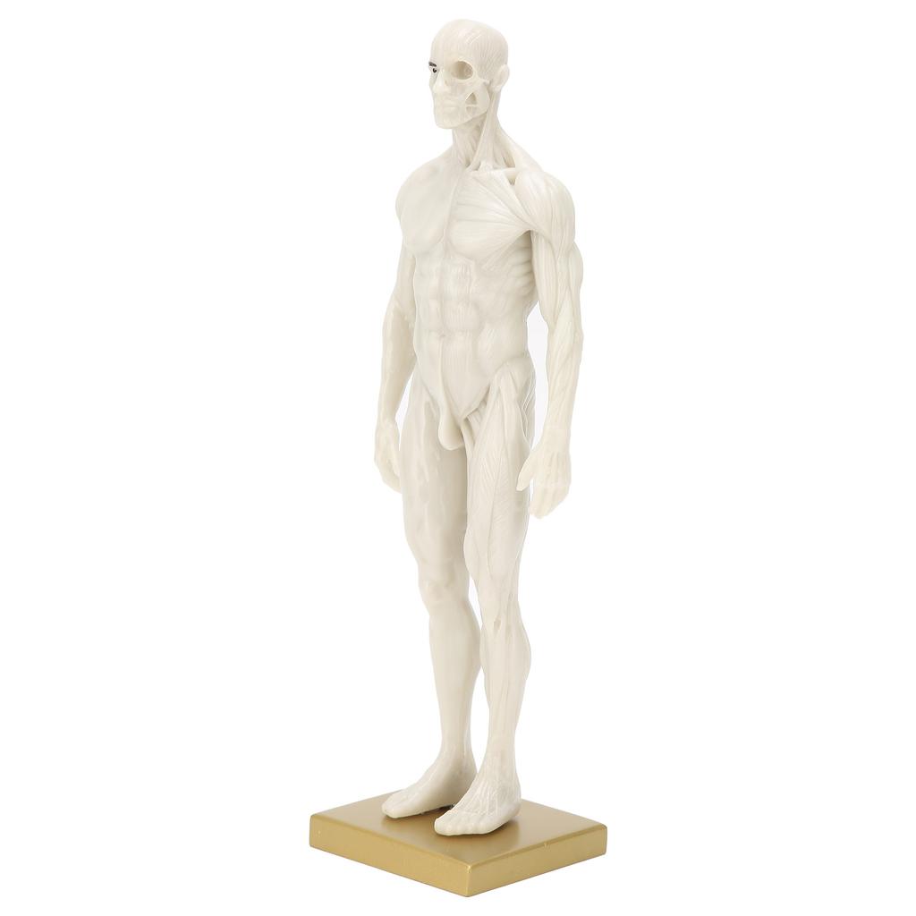 30cm mužský anatomický model art manekýn muskuloskeletální struktura model těla