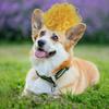 Stylish Yellow High Hat Pet Wig With Bangs Ideal For Cats And Dogs For Halloween And Christmas Celebrations