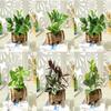 Creative Wooden Basin with Artificial Green Plant Bonsai Ornament for Display and Decoration.
