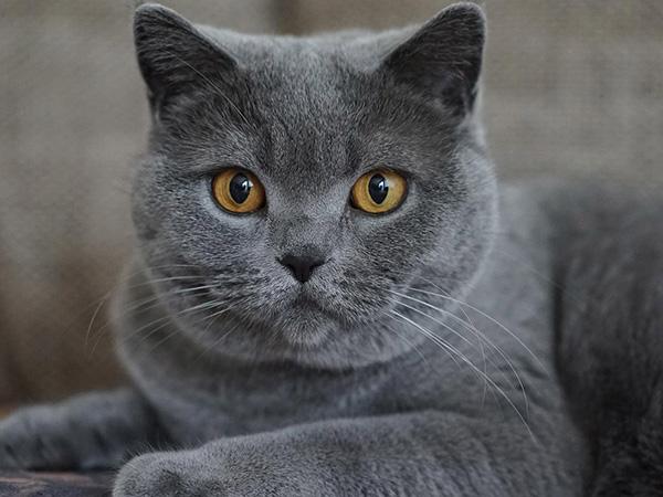 5D DIY Алмазная Мозаика Животные Полный Круглый Алмазная Картина Кошка Горный Хрусталь Мозаика Полный Макет Украшение Дома Full Round 20x25CM orange