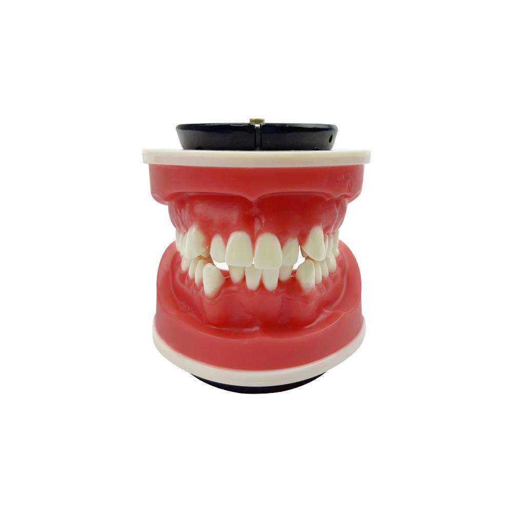 New Dental Orthodontic Training Jaw Model Wax Gums Ortho Treament Teeth Model For Practice Teaching Studying Education Typodont