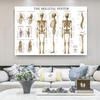 Menschliches Muskel-Skelett-System Anatomie Poster Menschliche Anatomie Medizinische Wanddekoration Medizinische Ausbildung Leinwandgemälde Wandaufkleber