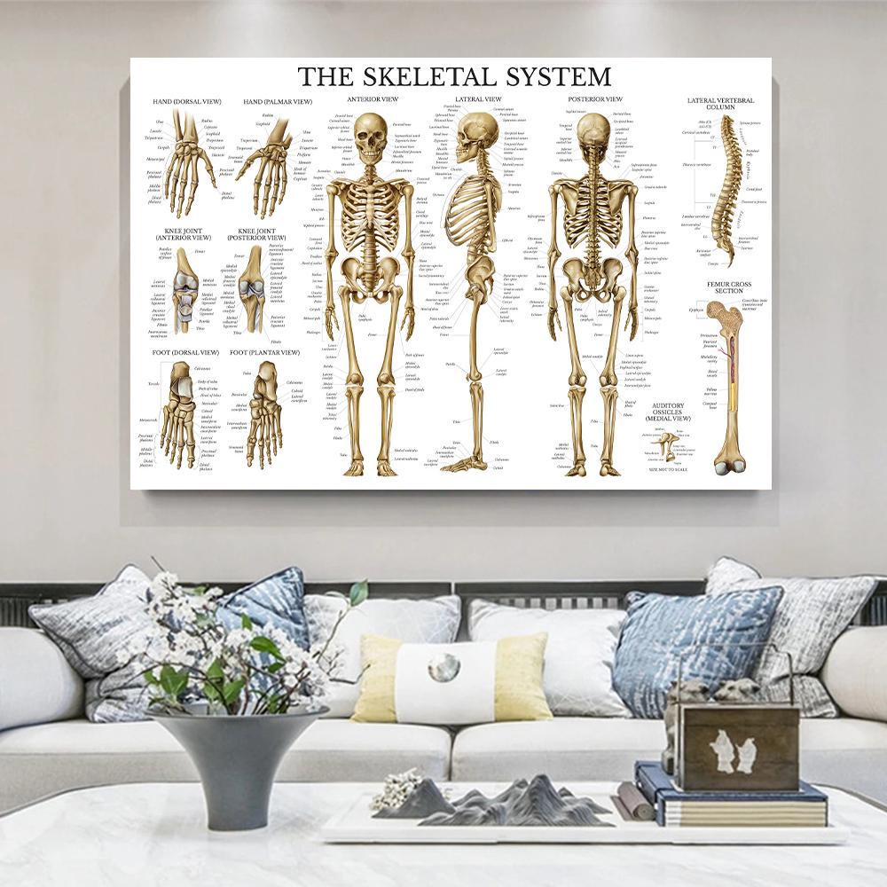 Menschliches Muskel-Skelett-System Anatomie Poster Menschliche Anatomie Medizinische Wanddekoration Medizinische Ausbildung Leinwandgemälde Wandaufkleber