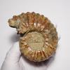 Pietra Fossile Naturale Ammonite [N2 Naturale] (Ammonite-Douvilleiceras sp.) / Campione Tattile (9 "Unico nel suo genere" circa. 352g, 95x74x49mm)