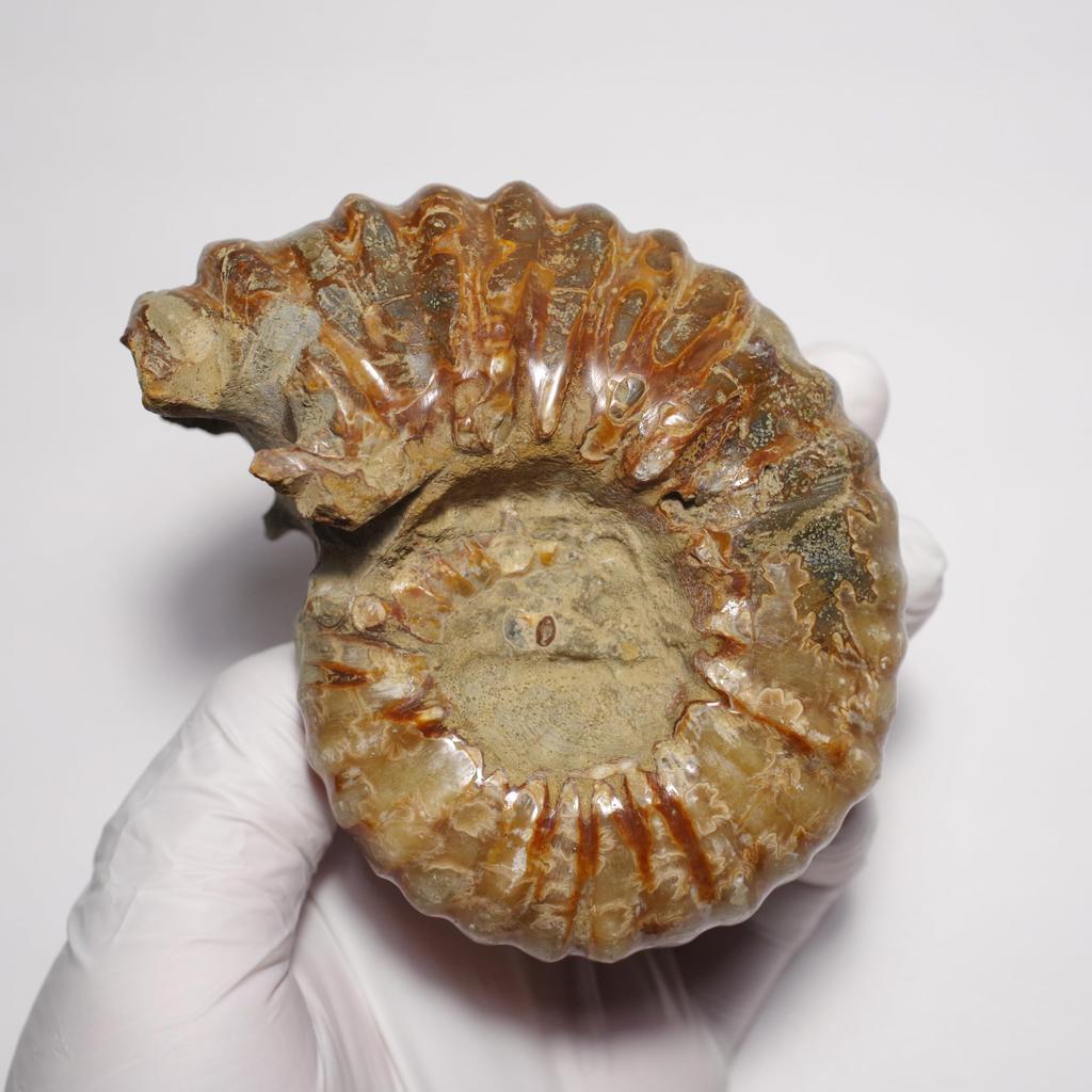 Pietra Fossile Naturale Ammonite [N2 Naturale] (Ammonite-Douvilleiceras sp.) / Campione Tattile (9 "Unico nel suo genere" circa. 352g, 95x74x49mm)