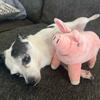 14/40cm Porcelet Cartoon Mignon Réaliste Peluche Jouet Rempli Animal Doux Porcelet Poupée pour Cadeau d'Anniversaire Jouet Cadeau Kawaii pour Filles Poupée Animal de Compagnie