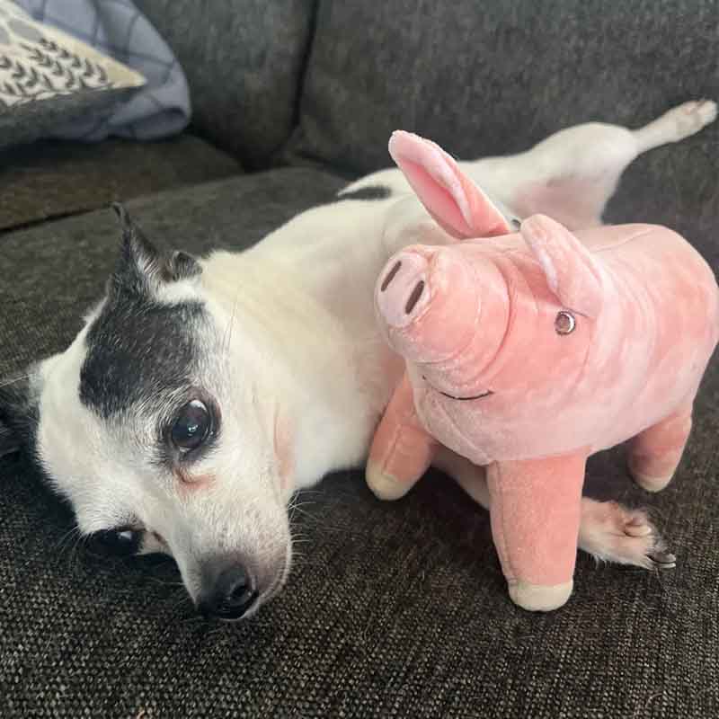 14/40cm Porcelet Cartoon Mignon Réaliste Peluche Jouet Rempli Animal Doux Porcelet Poupée pour Cadeau d'Anniversaire Jouet Cadeau Kawaii pour Filles Poupée Animal de Compagnie
