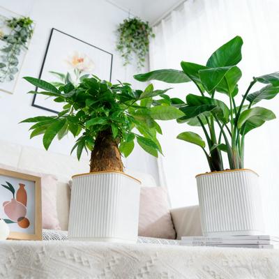 Vasos e caixas para jardim – Recipientes para mudas