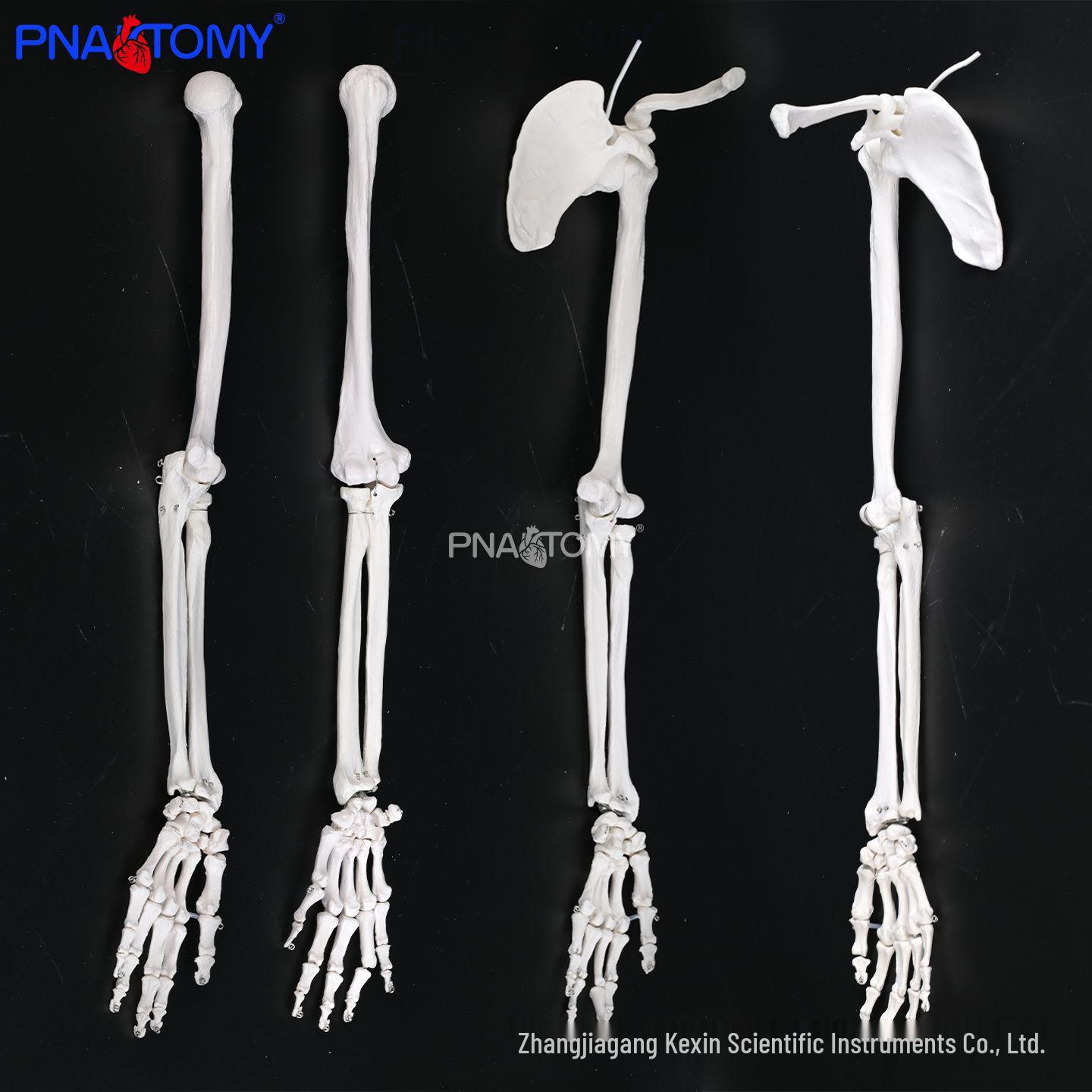 Labeled Upper Limb Bone Model: Scapula, Clavicle, Humerus, Radius, Ulna for Orthopedic Training and Teaching. Upper Limb Bones (Left)