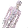 Advanced Human Anatomy Model with Color-Coded Guides for Learning