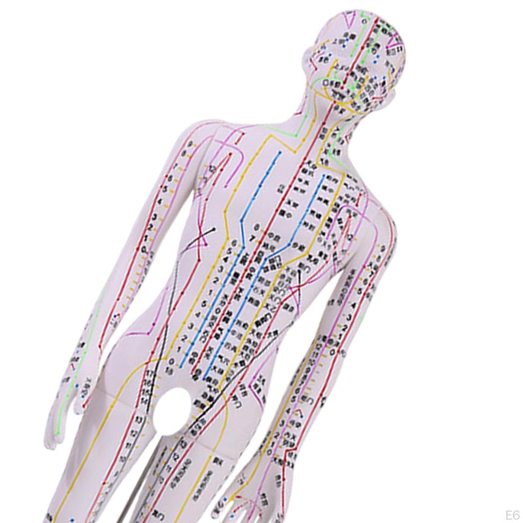 Advanced Human Anatomy Model with Color-Coded Guides for Learning