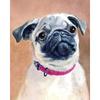 5D Diamond Painting Dog Cross Stitch სრული მრგვალი ბრილიანტის ნაქარგები მოზაიკა ცხოველთა ხელნაკეთი Rhinestone სახლის დეკორი