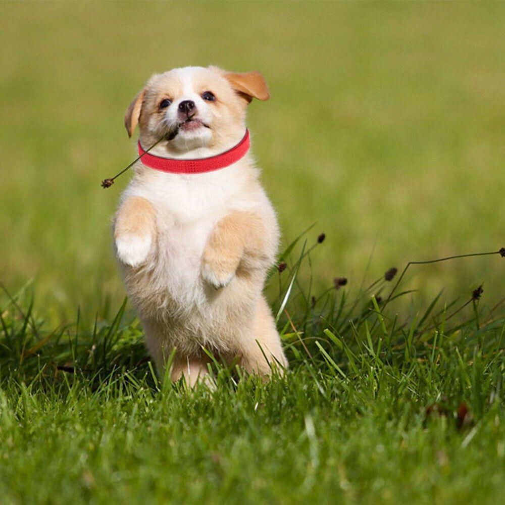 15PCS Identification ID Collars Whelp Kitten Dog Cat Velvet Practical Nylon Reusable Puppy ID Collar Pet Supplies