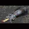 YO-ZURI Egi Shrimp Q 3.0 No. 10: Kuruma Shrimp Squid fishing, Aori squid, Egging