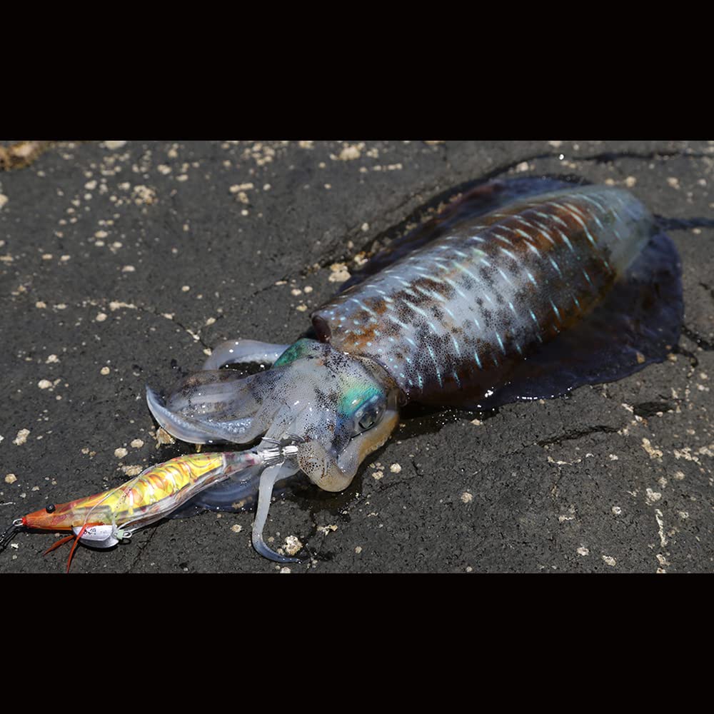YO-ZURI Egi Shrimp Q 3.0 No. 10: Kuruma Shrimp Squid fishing, Aori squid, Egging