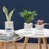 Aomeiyou Transparent Self-Watering Hydroponic Planter