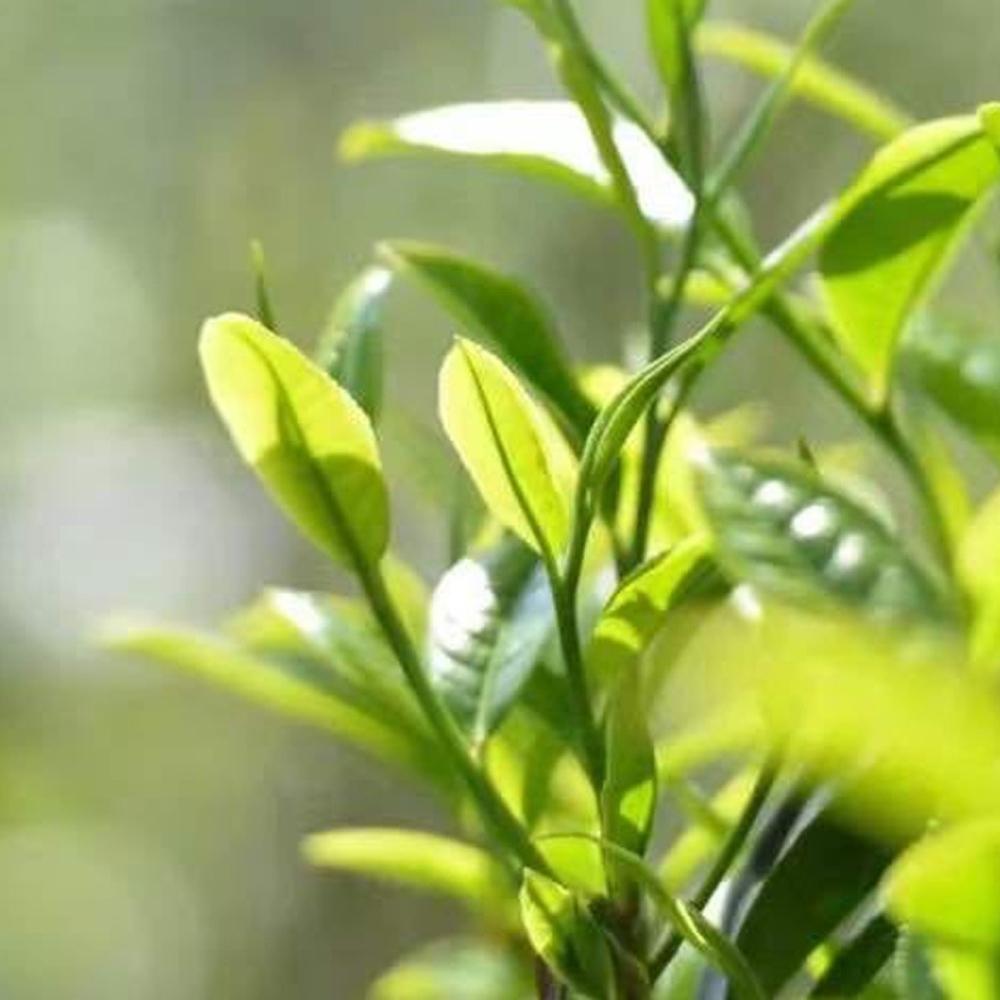 Yunnan Pu'er Raw Tea Cake Loose Leaf Tea Iron Tin 104g (8g * 13 Pieces)