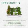 12-Piece Mini Cactus Assortment Set, Faux Greenery, Perfect for Home Decor, Desks, Kitchen Counters, and Store Decor. Perfect for Everlasting Plants.