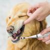 Plaque Remover For Teeth - Electric Toothbrush For Dogs Pet Brush Set, Effective Care Of Teeth, Pet Must Have, Help Dog Oral Health.